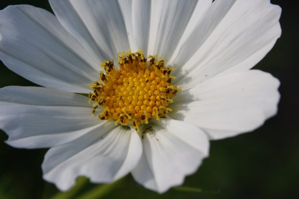 White Garden Cosmos Flower Close Up - Free High Resolution Photo