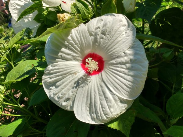 White Hibiscus Flower - Free High Resolution Photo 