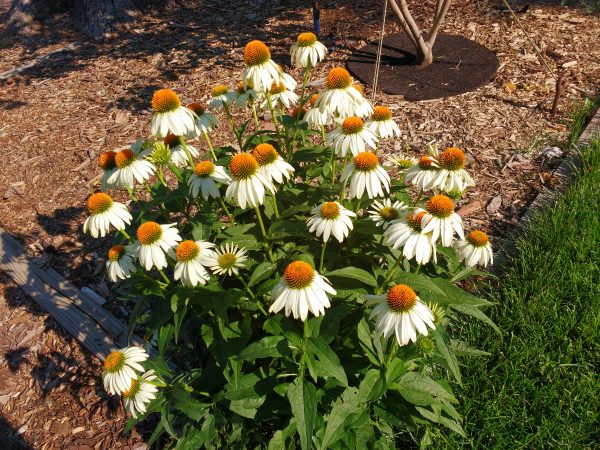 White Swan Echinacea Coneflowers - Free High Resolution Photo 