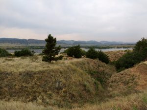 Deer at Chatfield State Park - Free High Resolution Photo