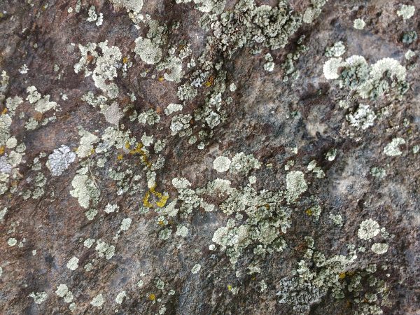 Green Lichen on Rock Surface - Free High Resolution Photo 