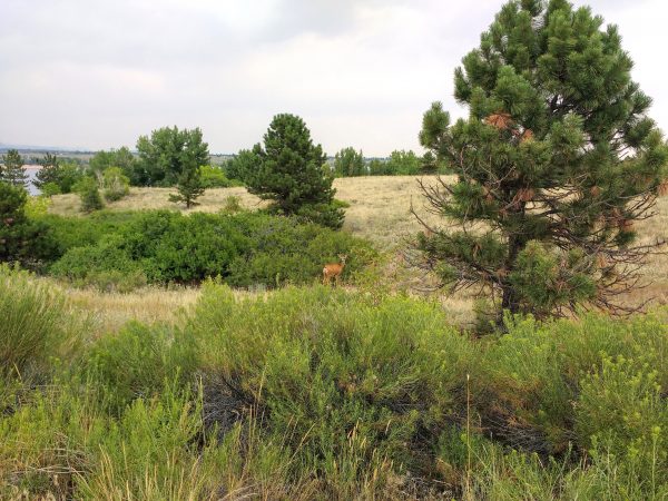 Mule Deer in Field with Pine Trees
