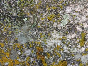 Rock Face with Lichen Texture - Free High Resolution Photo