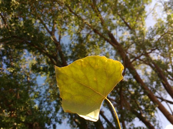 Cottonwood Leaf - Free High Resolution Photo 