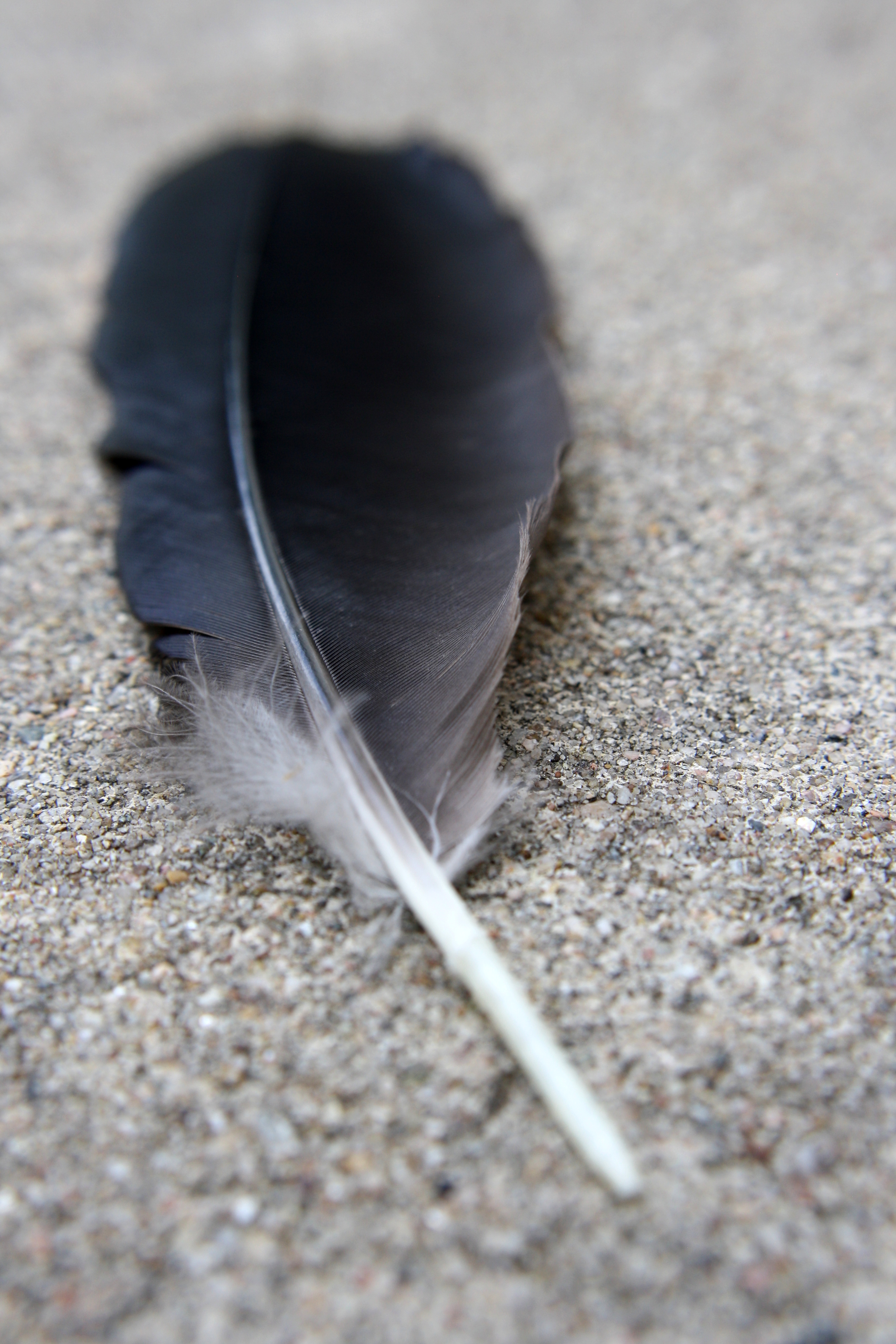Feather Picture | Free Photograph | Photos Public Domain