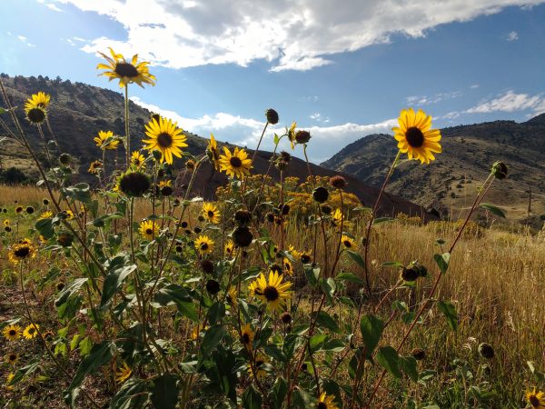Mountain Sunflowers - Free High Resolution Photo 
