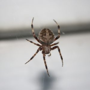 Orb Weaver Spider - Free High Resolution Photo