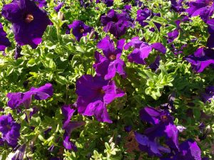 Purple Petunias - Free High Resolution Photo