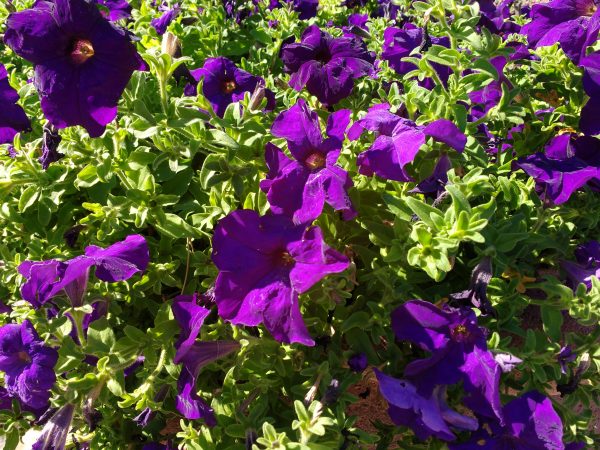 Purple Petunias - Free High Resolution Photo 