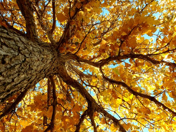 Autumn Tree From Below - Free High Resolution Photo