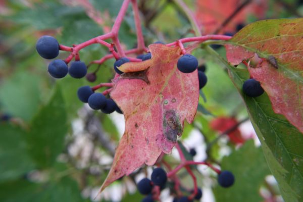 Berries on Virginia Creeper Vine - Free High Resolution Photo 