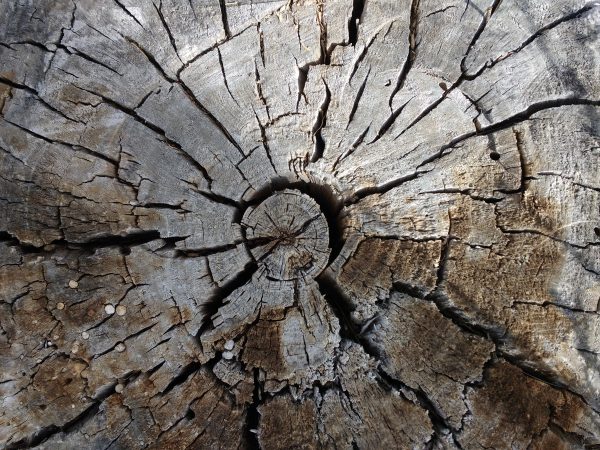 End of Old Wooden Stump - Free High Resolution Photo