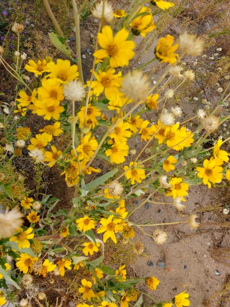 Yellow Wildflowers Golden Crownbeard - Free High Resolution Photo 